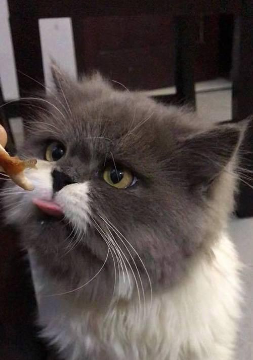 为爱猫自制健康美食指南：食材选择与营养搭配全解析