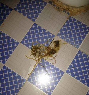 狗狗粪便中细长虫子应对指南：常见寄生虫类型与预防方法