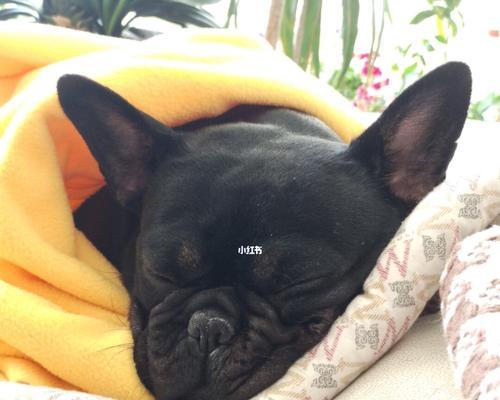 提升法斗睡眠质量指南:打造舒适环境与健康作息习惯 提升法斗睡眠质量指南:打造舒适环境与健康作息习惯