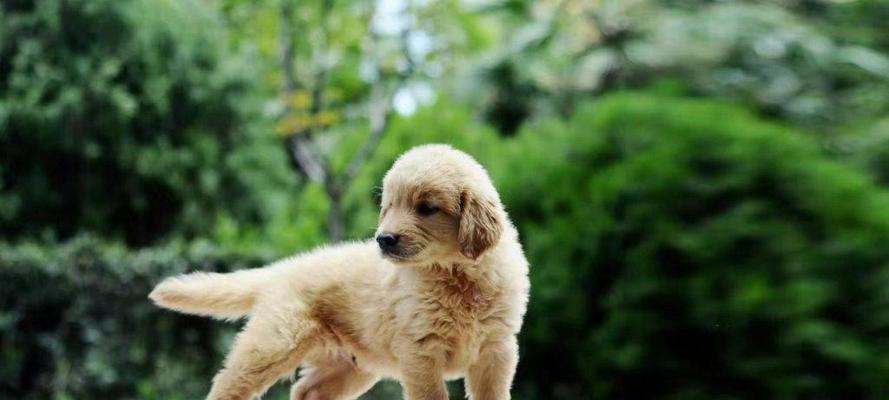 领养狗狗的最佳时机选择与家庭生活规划指南 领养狗狗的最佳时机选择与家庭生活规划指南