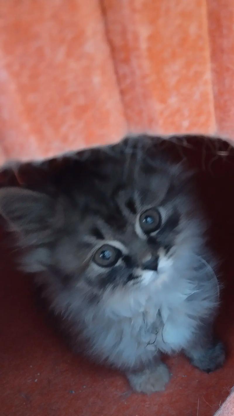 小猫逃离之旅:追寻自由与归属的勇气故事 小猫逃离之旅:追寻自由与归属的勇气故事