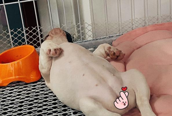 提升法斗睡眠质量指南:打造舒适环境与健康作息习惯 提升法斗睡眠质量指南:打造舒适环境与健康作息习惯