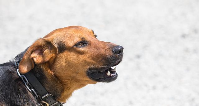 狗狗露齿行为解析：识别威胁警告与友好互动的关键区别