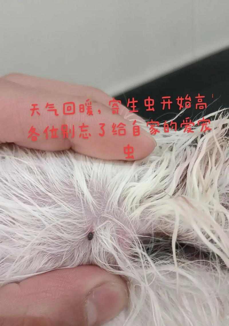 狗狗粪便中细长虫子应对指南：常见寄生虫类型与预防方法