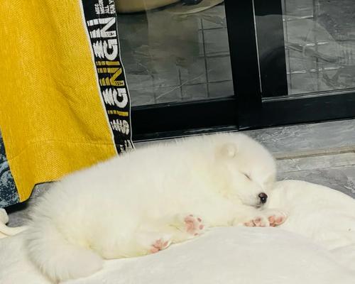 萨摩耶中暑急救指南:正确用药与安全措施详解 萨摩耶中暑急救指南:正确用药与安全措施详解