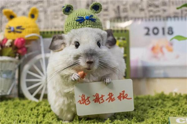 龙猫频繁发情怎么处理？绝育与行为引导是核心解决策略