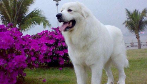 保护大白熊栖息地:应对气候变化与人类活动的关键措施 保护大白熊栖息地:应对气候变化与人类活动的关键措施