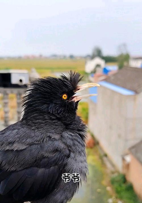 八哥预言之谜与文化象征探秘:从古代传统到现代解读 八哥预言之谜与文化象征探秘:从古代传统到现代解读