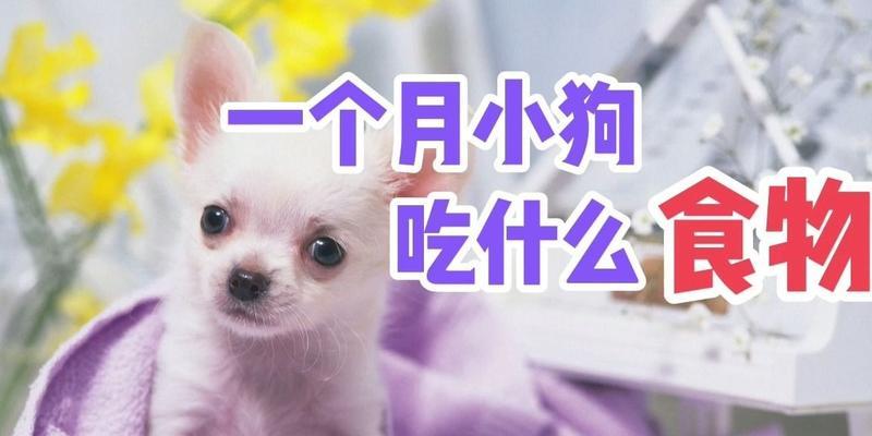 狗狗受伤用药全指南：药物类型与作用详解