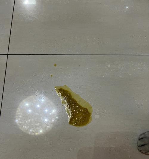 猫咪呕吐常见原因全解析，科学应对守护爱宠健康