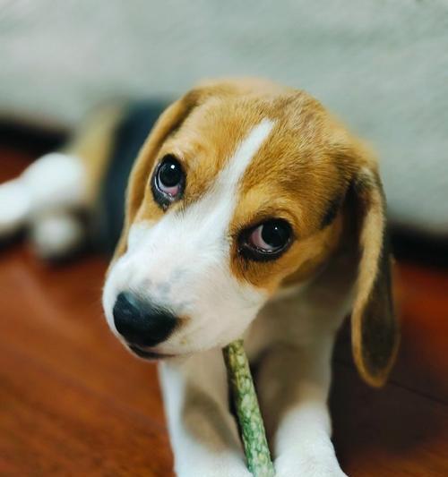 适合家庭的小型宠物狗品种推荐与养护指南 适合家庭的小型宠物狗品种推荐与养护指南