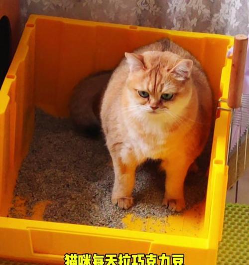 猫排泄物异味成因解析与科学管理方法