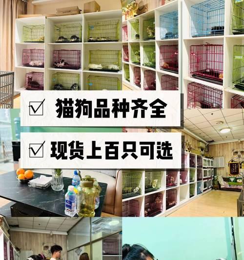 15个创意宠物命名灵感,为爱宠起个独特好名字 15个创意宠物命名灵感,为爱宠起个独特好名字