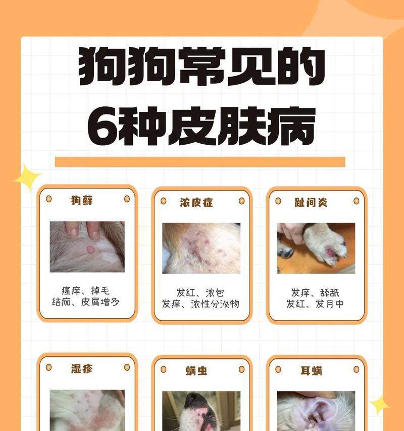 泰迪皮肤病治疗全攻略：有效方法与药物选用指南