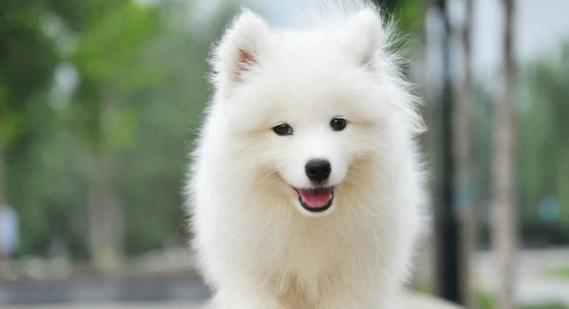 女孩养狗品种推荐指南：15种适合女生饲养的伴侣犬