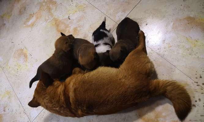 影响狗群数量增长的关键因素分析与饲养管理探讨 影响狗群数量增长的关键因素分析与饲养管理探讨