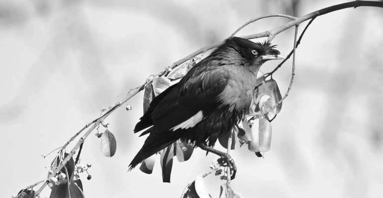 八哥的象征意义与文化传承：从吉祥鸟到智慧化身