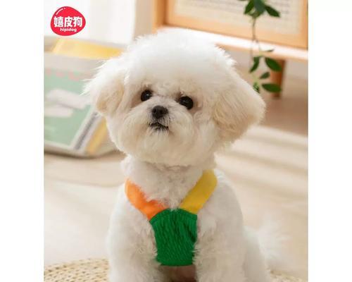 比熊犬能吃哪些水果？安全饮食添加指南与禁忌清单