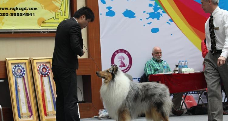 柯利犬过敏源识别与科学饮食管理全攻略 柯利犬过敏源识别与科学饮食管理全攻略