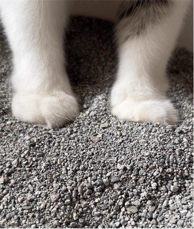 高端膨润土猫砂深度测评:除臭、结团与粉尘控制效果实测 高端膨润土猫砂深度测评:除臭、结团与粉尘控制效果实测