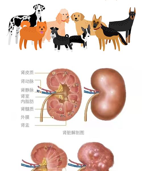 狗狗肾脏健康全面指南:从饮食护理到科学用药的实用方法 狗狗肾脏健康全面指南:从饮食护理到科学用药的实用方法