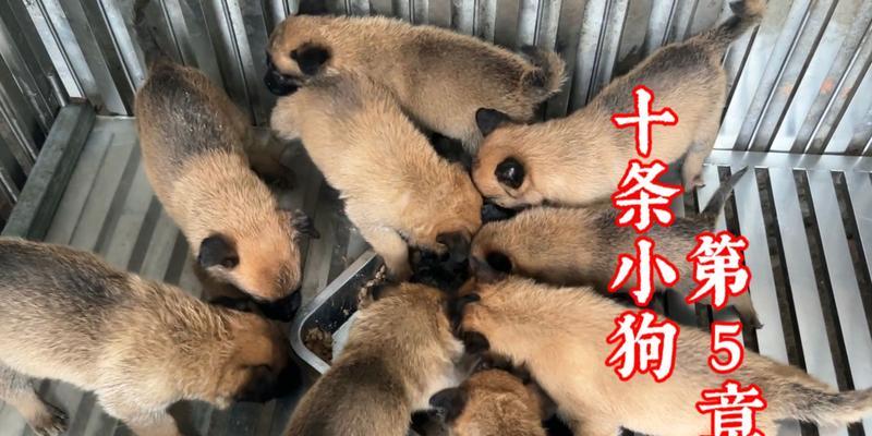 训狗最佳时机选择与高效训练时间段全指南 训狗最佳时机选择与高效训练时间段全指南