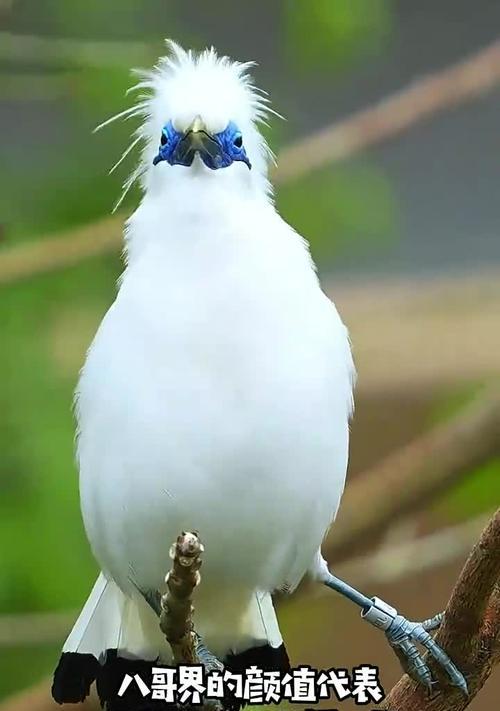 八哥预言之谜与文化象征探秘:从古代传统到现代解读 八哥预言之谜与文化象征探秘:从古代传统到现代解读