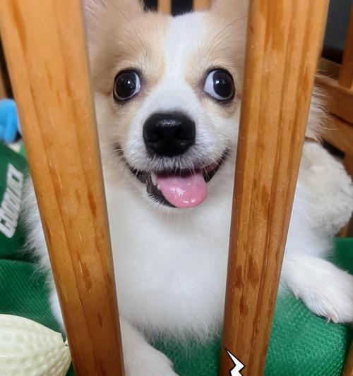 狗狗在床上撒尿的常见原因与有效解决方法