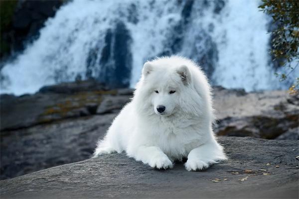 狗狗肠鸣音异常响亮的常见原因与应对方法解析