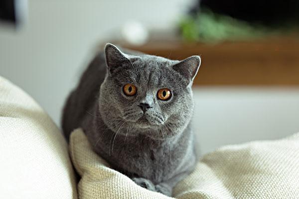 犬猫结核病的症状识别与治疗方案详解