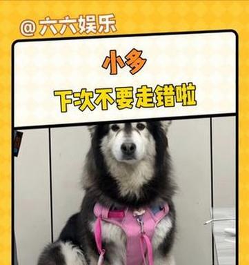 阿拉斯加幼犬喂养指南：饮食护理与健康成长要点