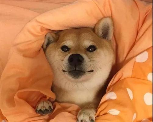 狗狗在床上撒尿的常见原因与有效解决方法