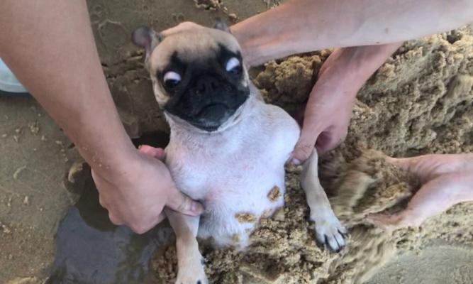 训狗最佳时机选择与高效训练时间段全指南 训狗最佳时机选择与高效训练时间段全指南