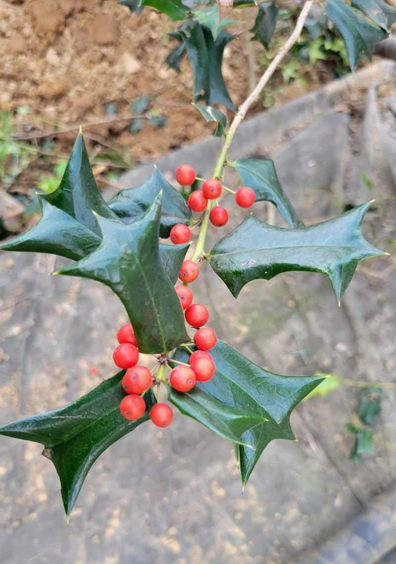 狗狗吃草原因与安全指南,解读健康信号与注意事项 狗狗吃草原因与安全指南,解读健康信号与注意事项