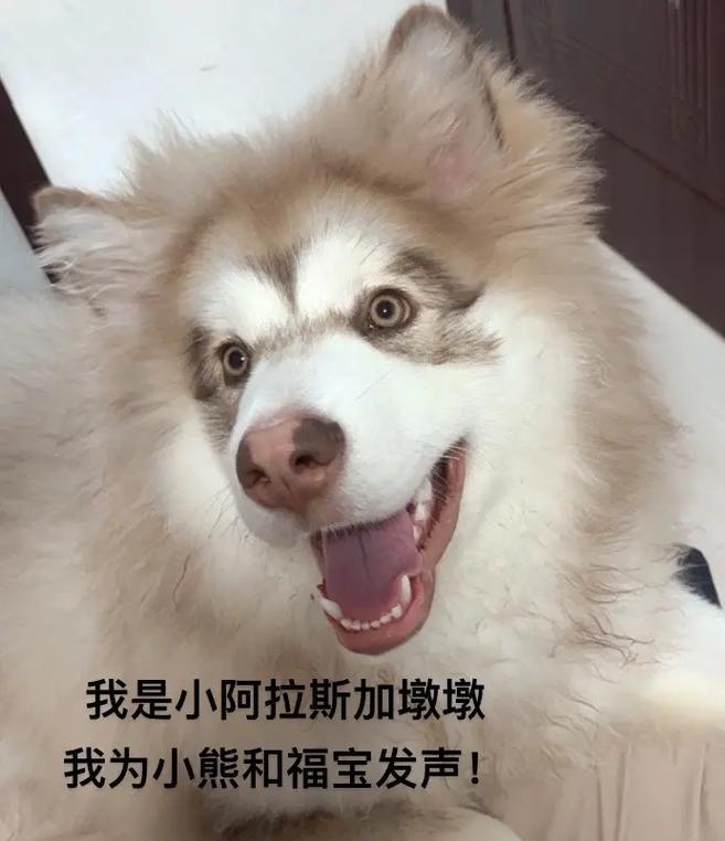 阿拉斯加幼犬喂养指南：饮食护理与健康成长要点