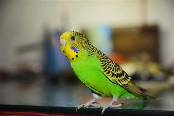 虎皮鹦鹉肥胖的6大危害与科学减肥方法，让爱鸟健康又活力