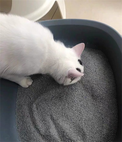 高端膨润土猫砂深度测评:除臭、结团与粉尘控制效果实测 高端膨润土猫砂深度测评:除臭、结团与粉尘控制效果实测