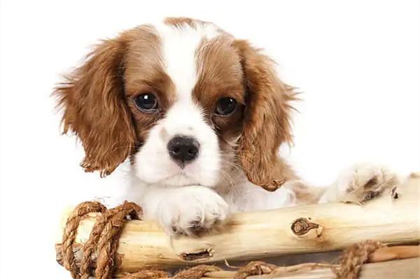 母犬怀孕营养补充指南:科学喂养方法与关键时机解析 母犬怀孕营养补充指南:科学喂养方法与关键时机解析