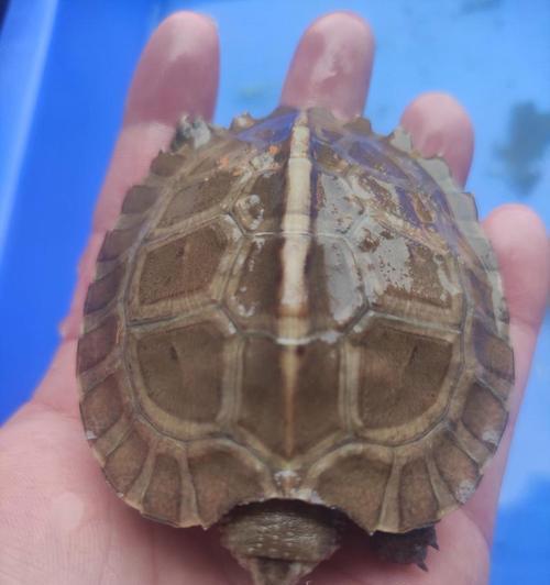 亚洲巨龟野外食谱揭秘：杂食策略与生态适应全解析