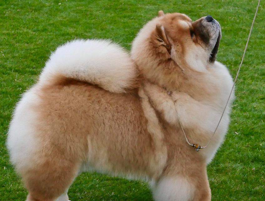 狗狗肥胖原因分析与科学预防管理全指南