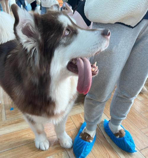 狗狗伸舌头喘气原因解析：科学散热与健康呼吸指南