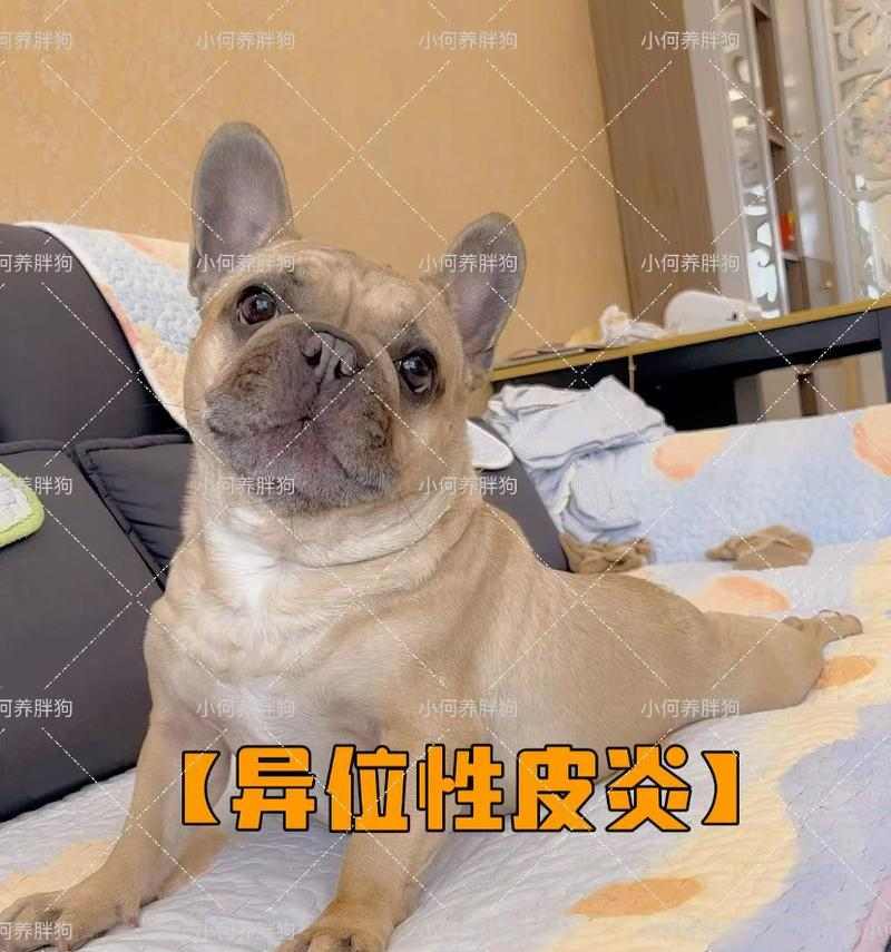 泰迪皮肤病治疗全攻略：有效方法与药物选用指南