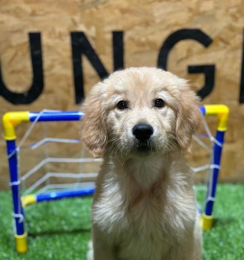 新手养狗必备证件清单与注意事项,购犬养犬全指南 新手养狗必备证件清单与注意事项,购犬养犬全指南