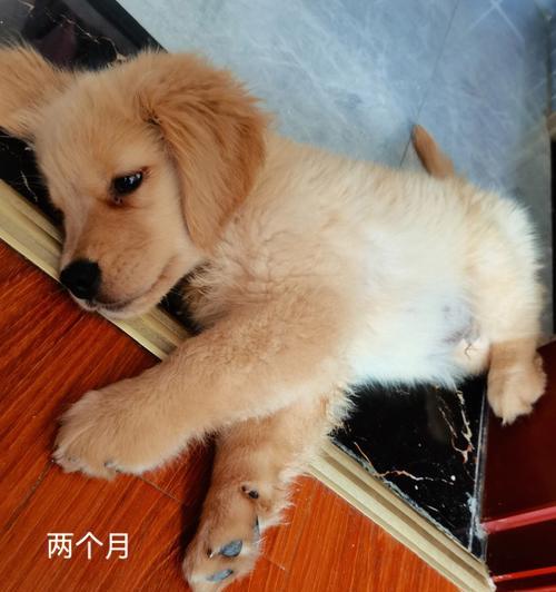 金毛幼犬成长全记录：从萌宠到家庭快乐伙伴的温馨历程