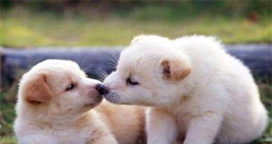 影响狗群数量增长的关键因素分析与饲养管理探讨 影响狗群数量增长的关键因素分析与饲养管理探讨