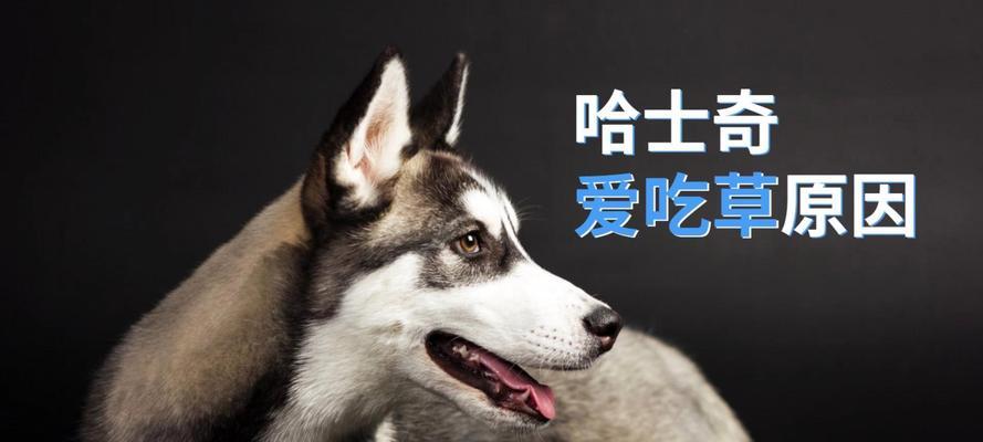 狗狗吃草原因与安全指南,解读健康信号与注意事项 狗狗吃草原因与安全指南,解读健康信号与注意事项