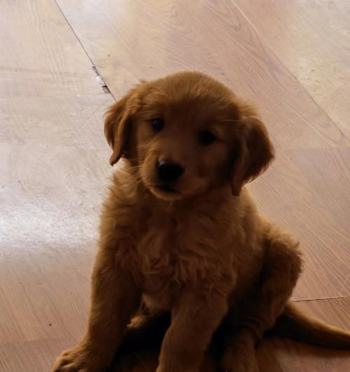 金毛幼犬成长全记录：从萌宠到家庭快乐伙伴的温馨历程