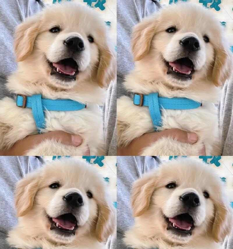 金毛幼犬营养指南与狗粮挑选要点,促进健康成长 金毛幼犬营养指南与狗粮挑选要点,促进健康成长