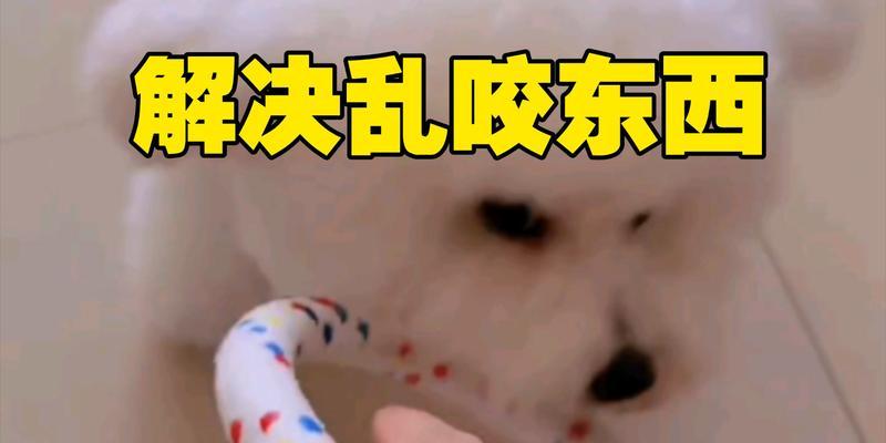 狗狗爱咬东西原因与纠正方法全解析，告别拆家困扰