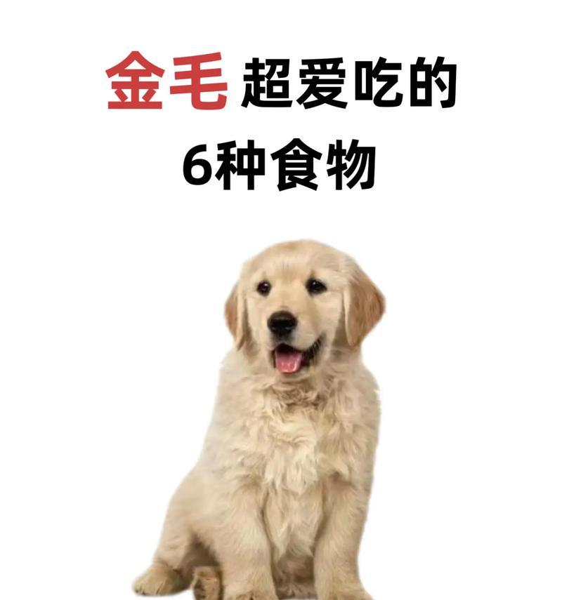 金毛幼犬营养指南与狗粮挑选要点,促进健康成长 金毛幼犬营养指南与狗粮挑选要点,促进健康成长